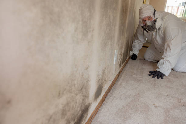 Best Mold Odor Removal Services  in Ack, NY